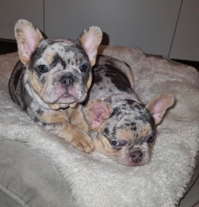 Health tested french bulldog puppies
