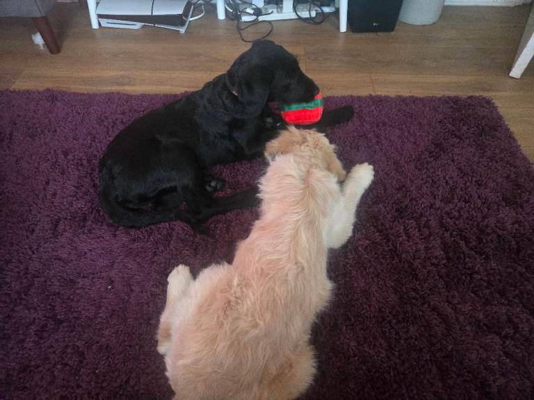 1 black girl left (orange writing) Labradoodle pups.