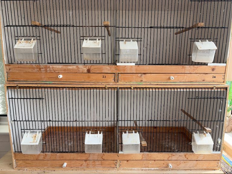 Brid cage 
