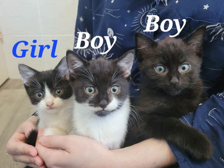Cute Kittens for Sale!