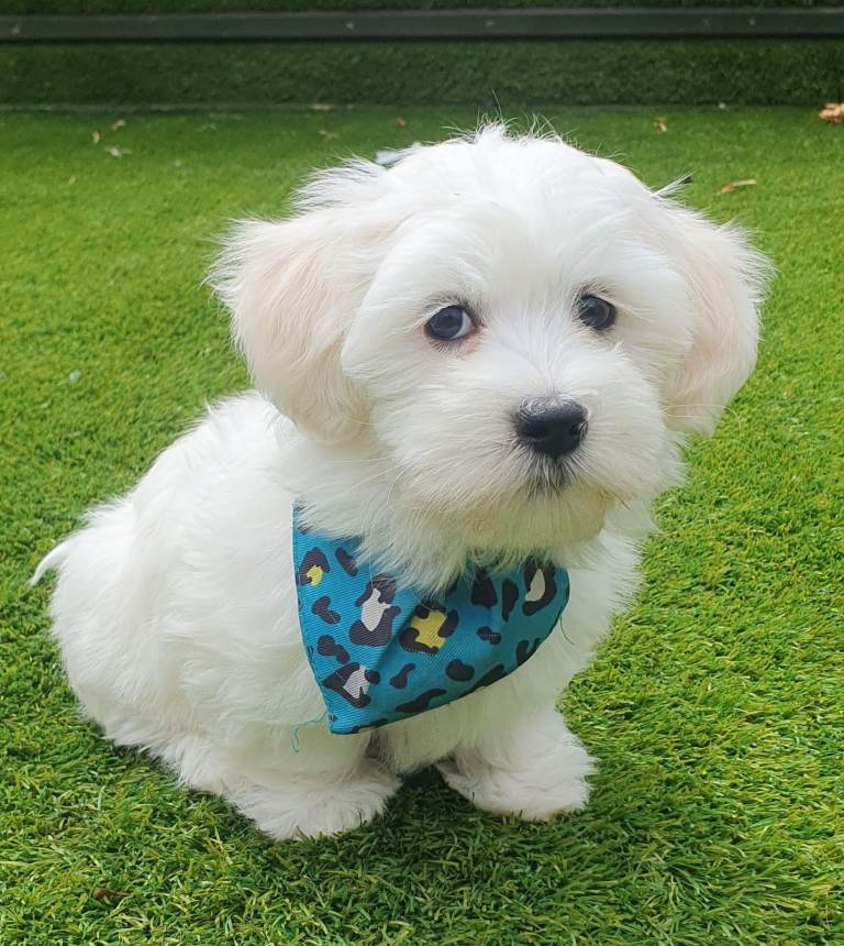 🌟KC Registered Maltese Puppy One Boy available, North London