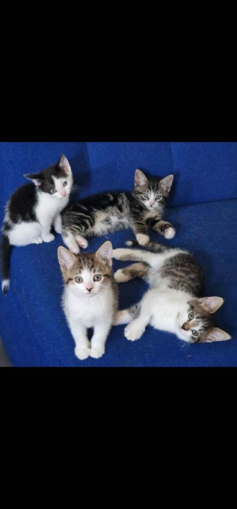 🥰Adorable Tabby Kittens ❤