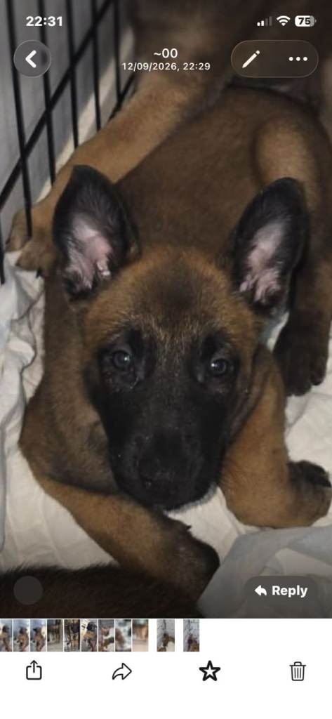Belgian puppies 