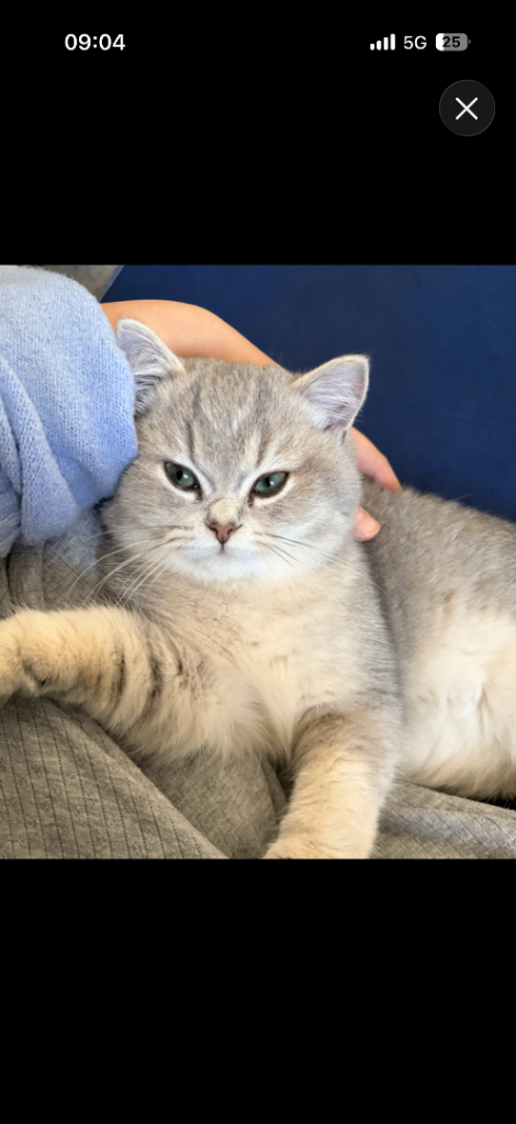 British short hair male ( blue golden) 