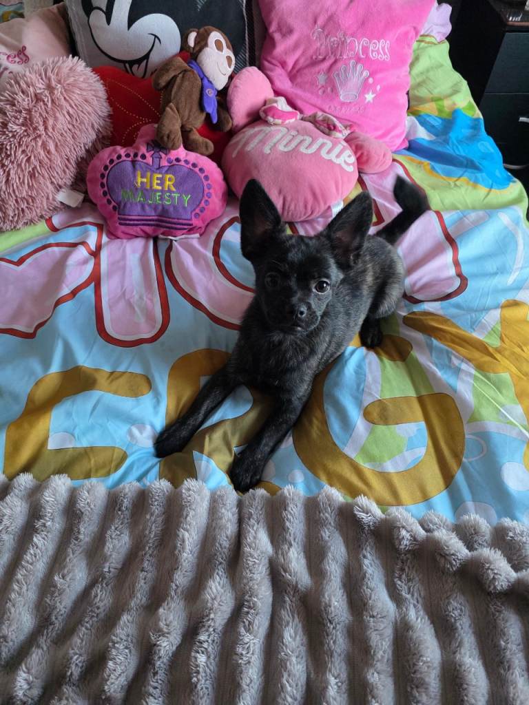 ❤️⭐️   Beautiful  Frenchie Pom Girl ❤️⭐️   