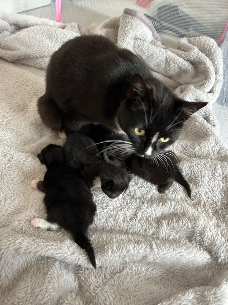 4 Kittens for sale - 2 male 2 female!