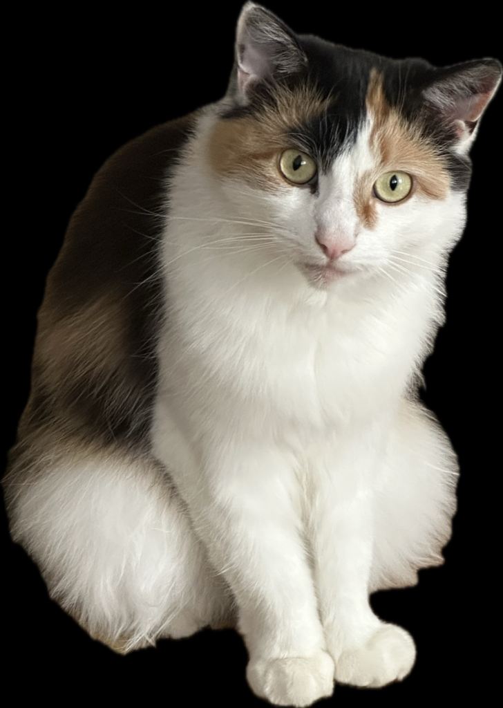 Cat for sale 