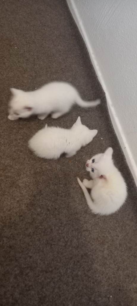 Lovely white kittens 