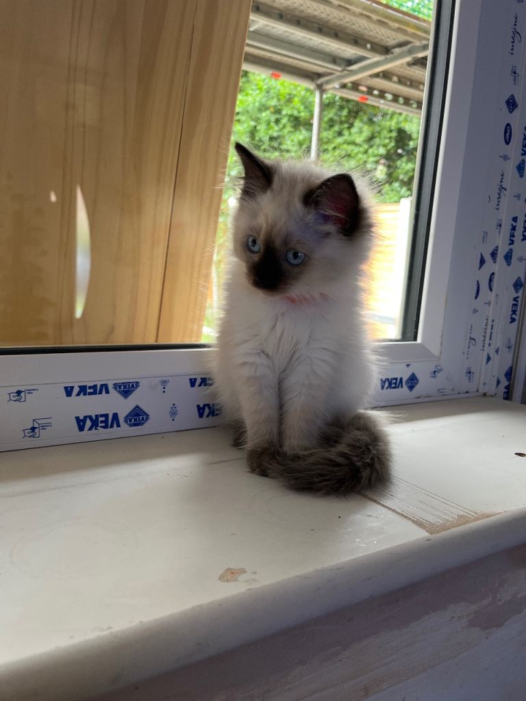 Ragdoll kitten 