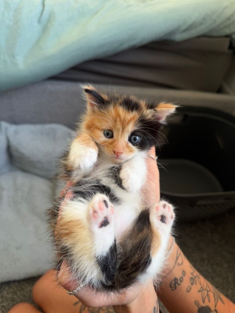 8 week old kittens