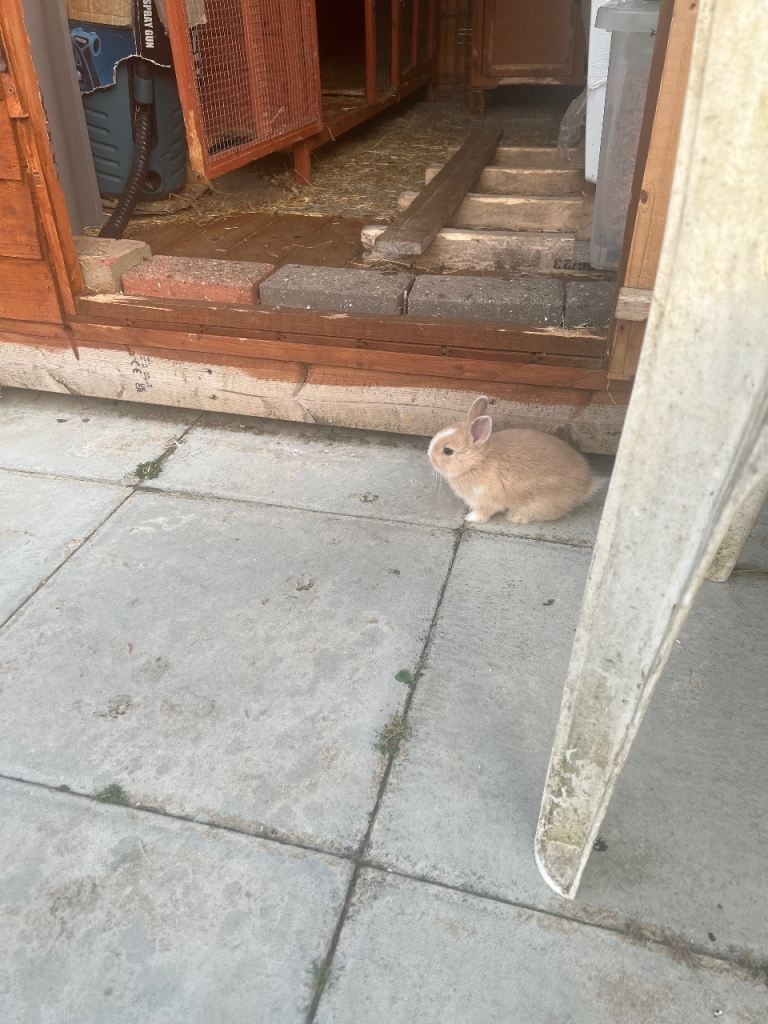 Bunny 