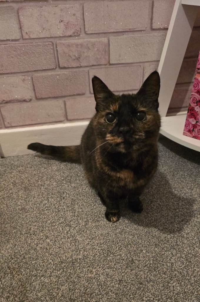 2 Friendly Female Cats – Need Loving New Homes