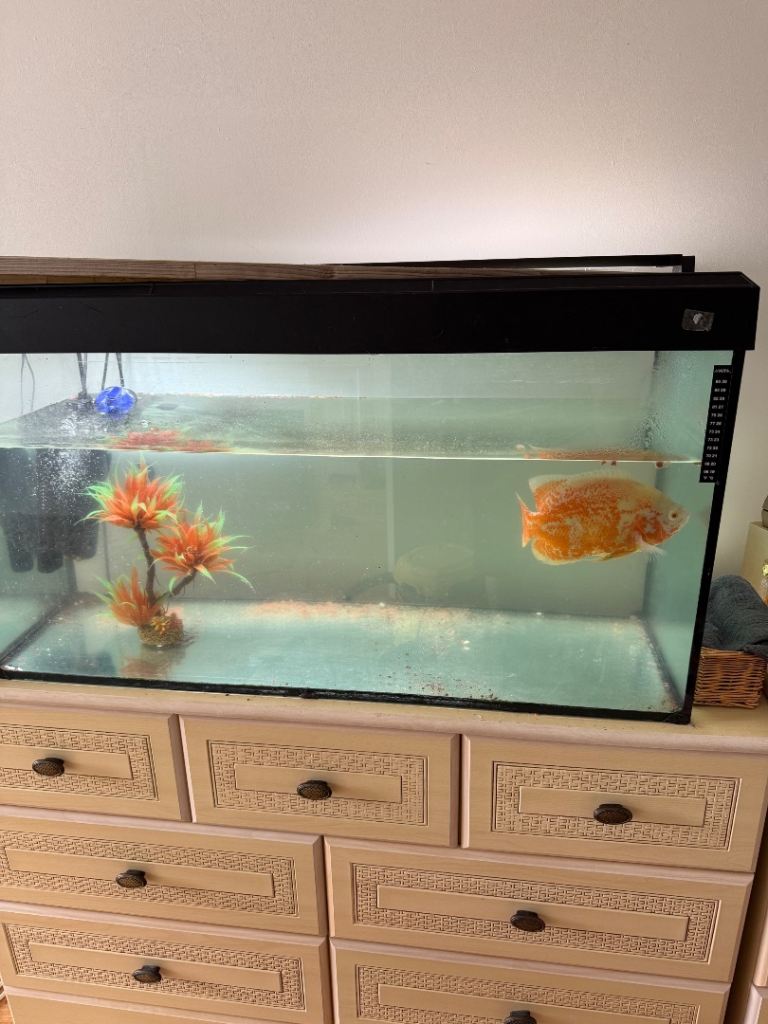 Fish Tank with fish