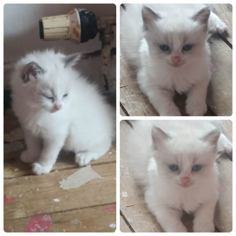 Beautiful kittens needing loving home s