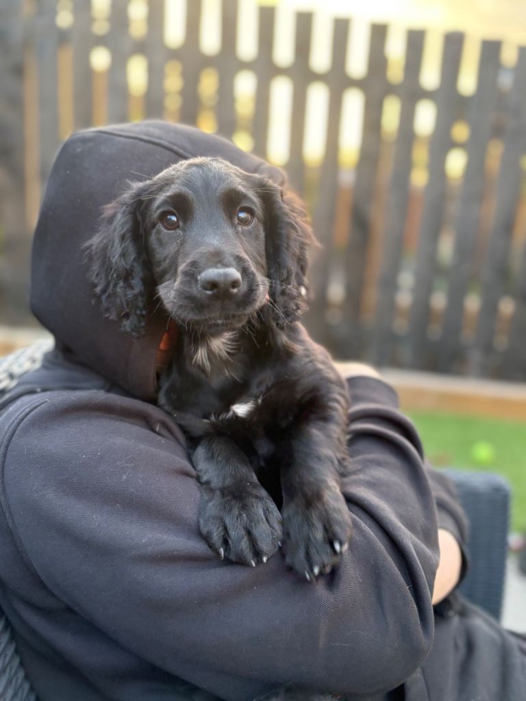 Black Male Cocker Spaniel Puppy 