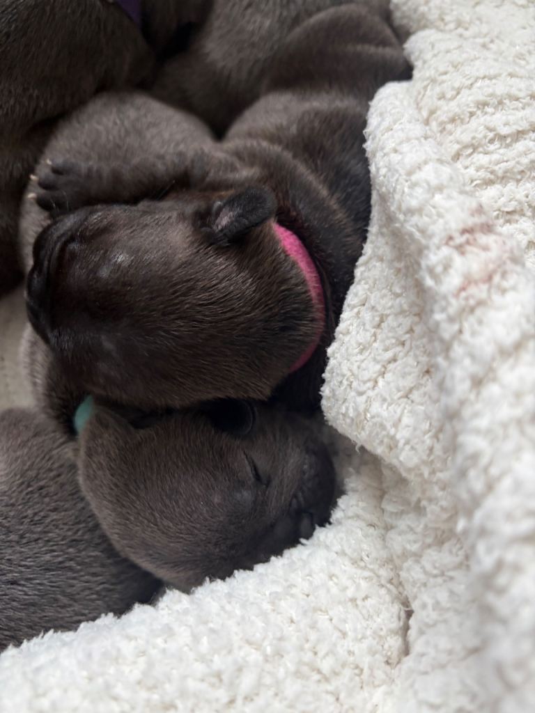 French bulldog puppies for sale. 