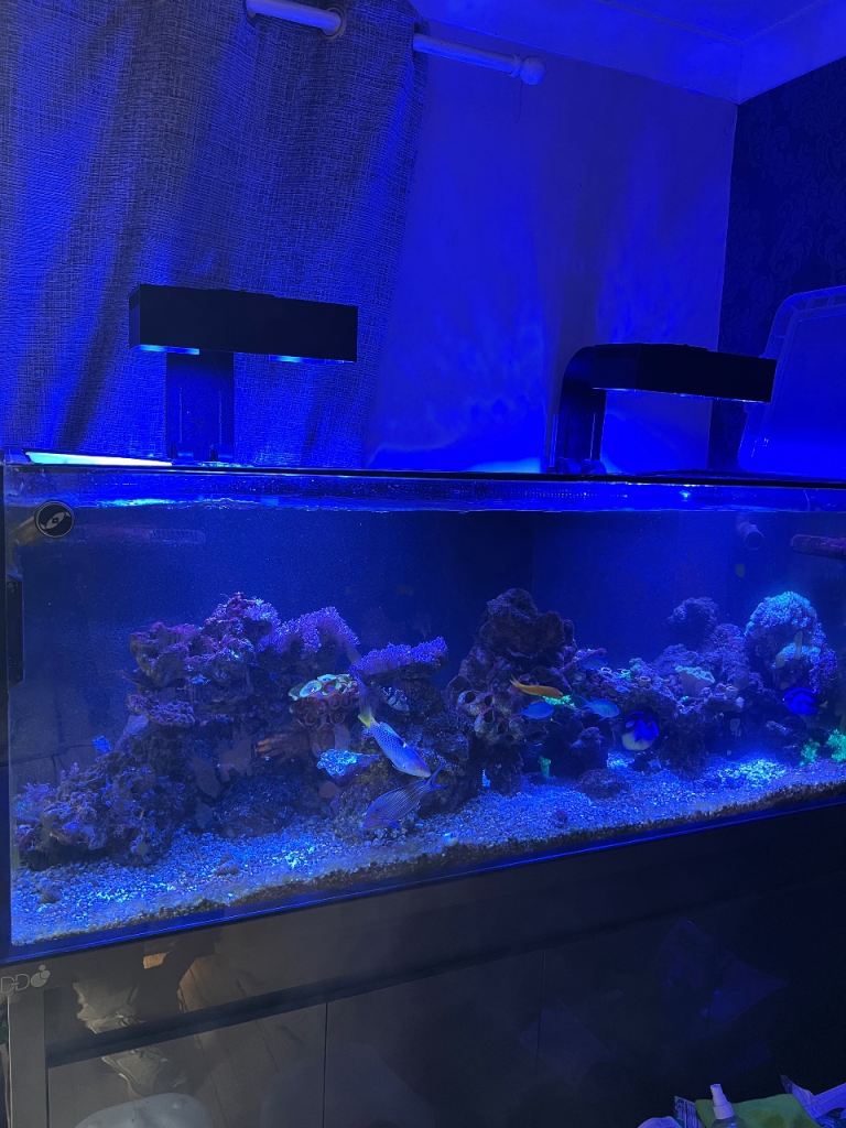 Dd pro reef large marine aquarium 
