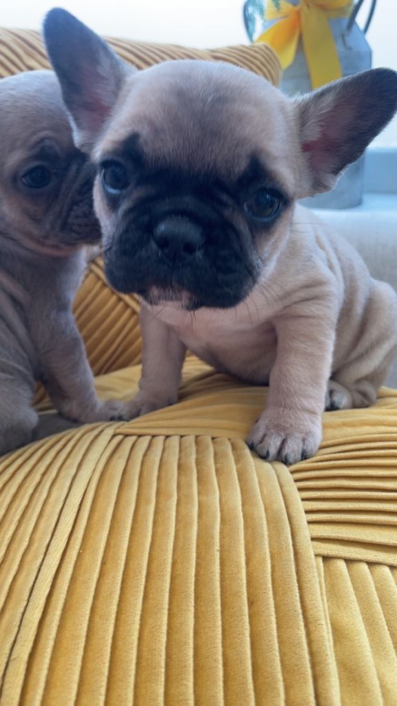 Ready now for there 4ever homes 