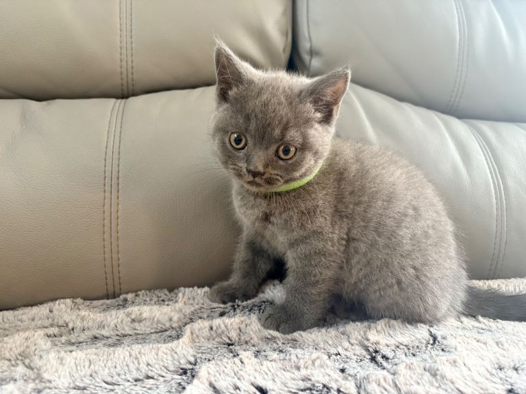 British longhair kittens 