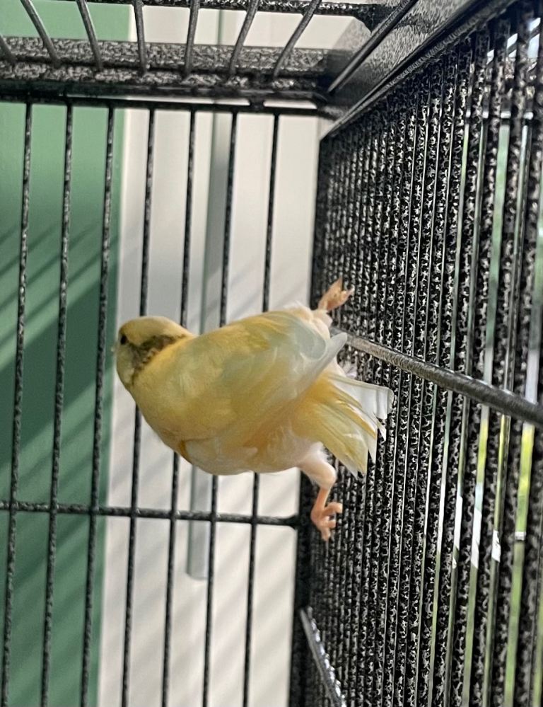 Young canaries 
