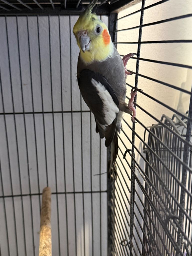 Beautiful cockatiels!