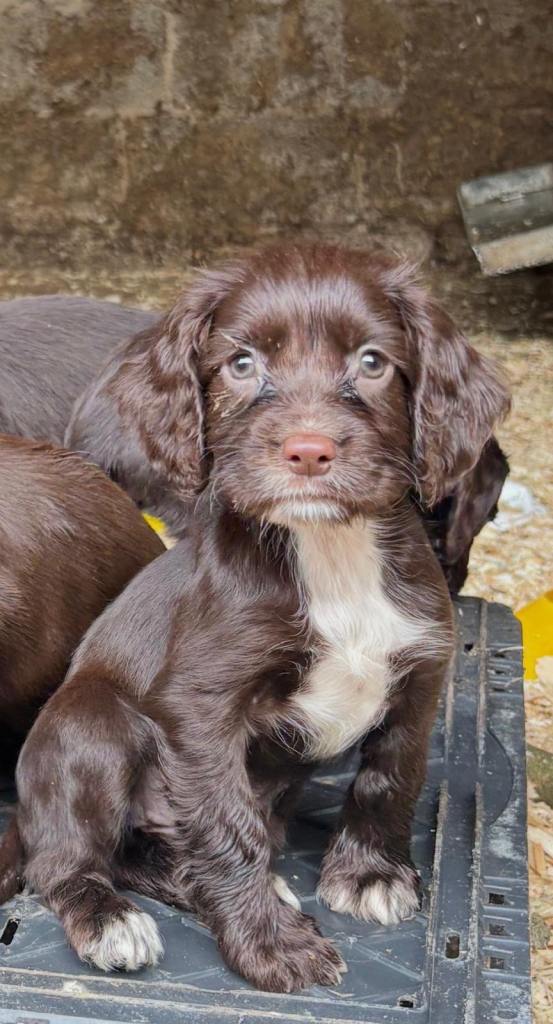 Springer / Cocker Spaniel PUPPIES