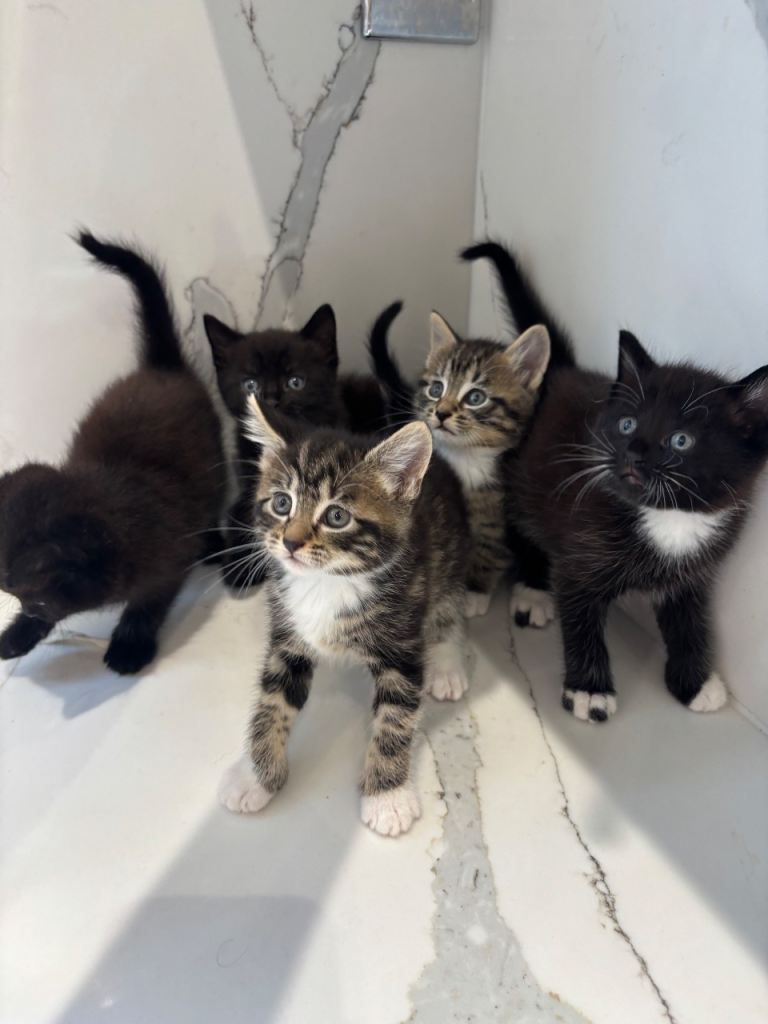 Adorable Kittens Ready now   – £350 Each 🐾