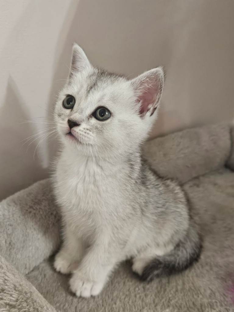 British shothair tabby kittens 