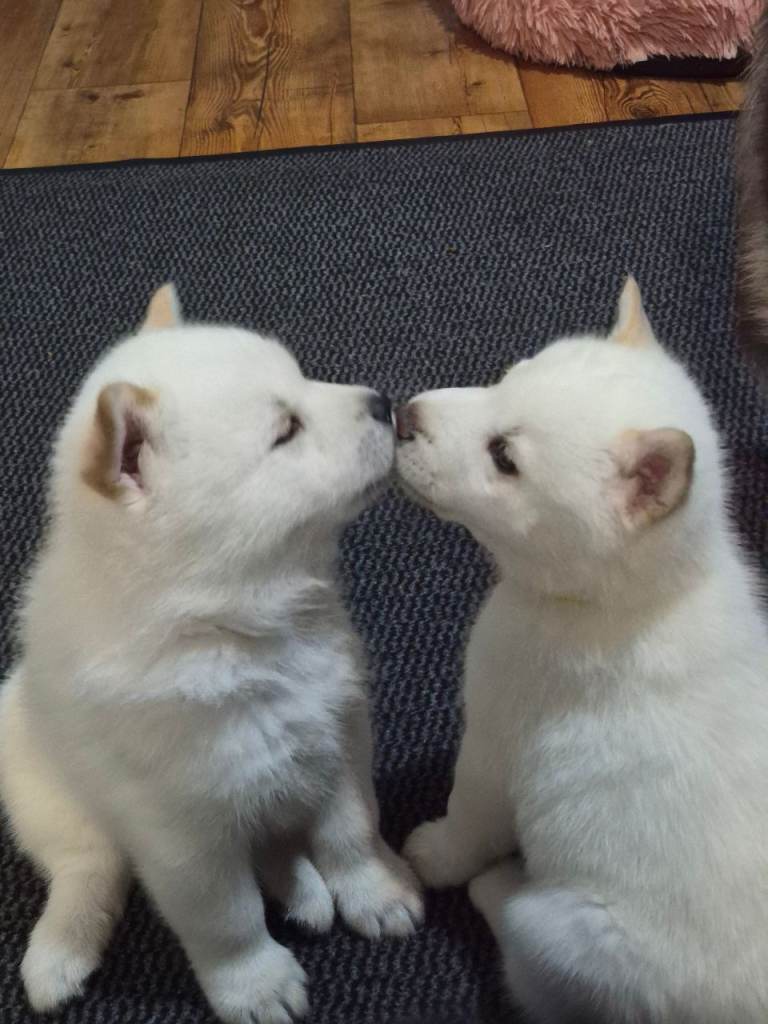 Siberian husky/chow chow [CHOWSKI]