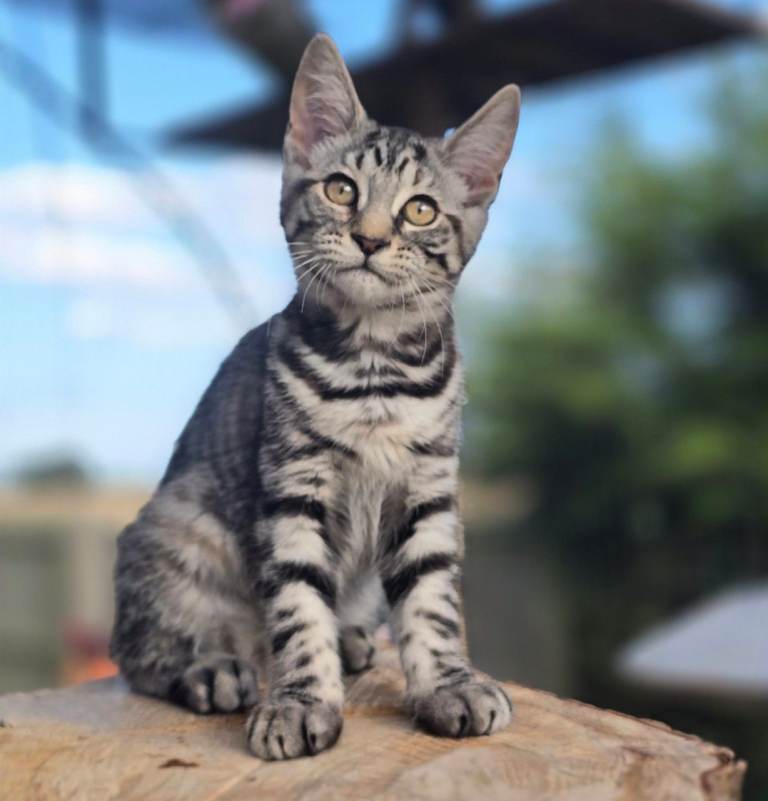 Rare maicoon x Khao manee kittens