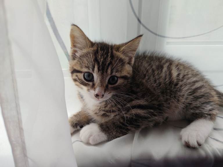 Two kittens ready find new home