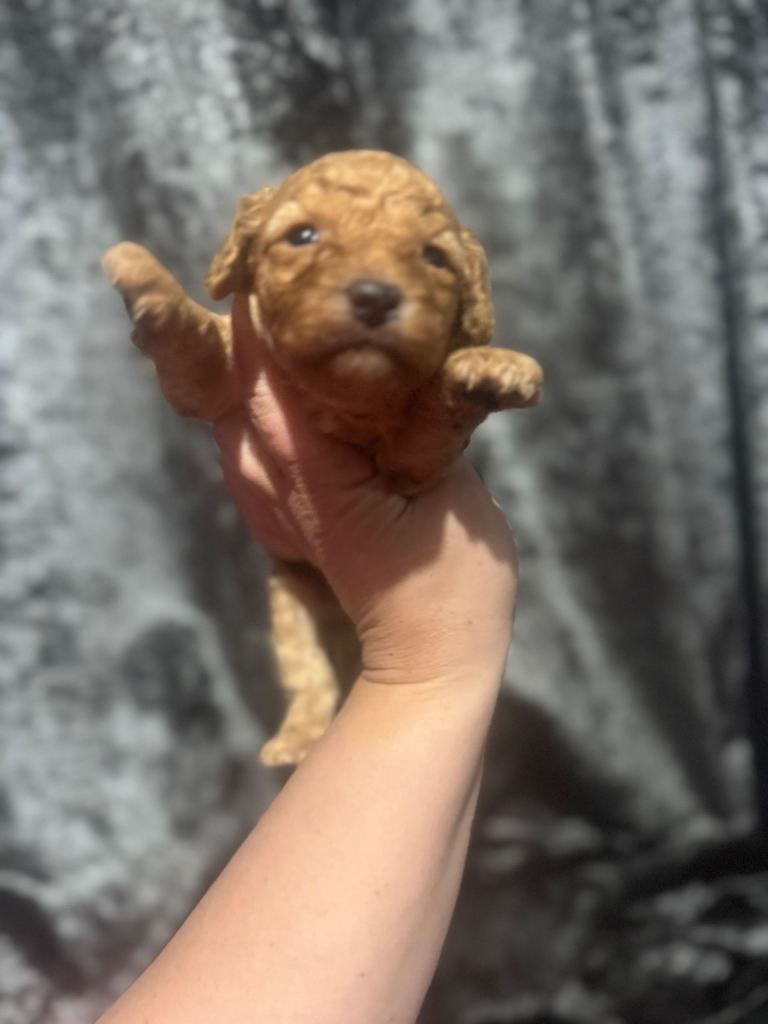 Stunning cavapoo puppies 
