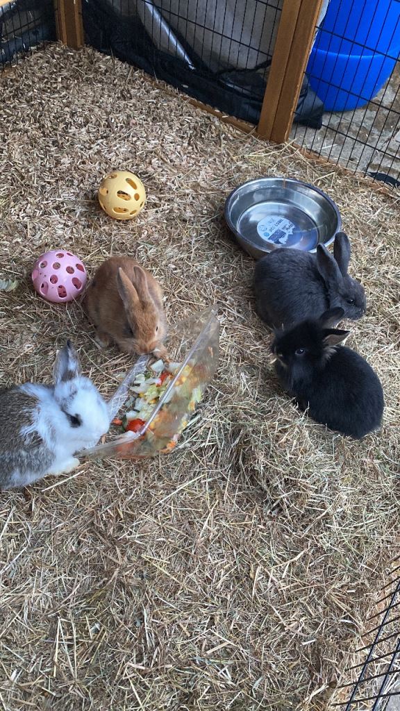 Beautiful assortment of rabbits LAST 4 LEFT