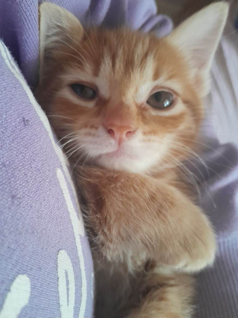 Kitten for sale