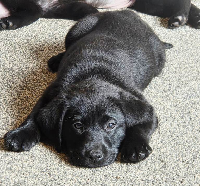 READY TO LEAVE NOW Labrador Retriever Puppies 5 girls 1 boy