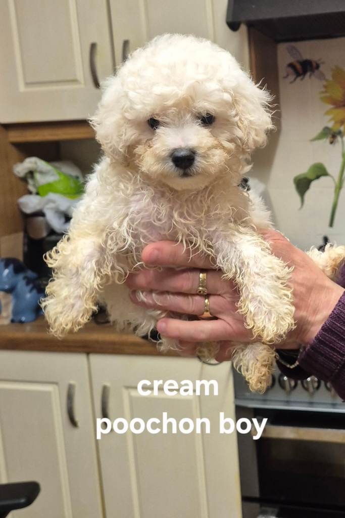 poochons two white males the proper teddy bear dogs