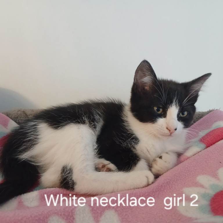 2 female kittens black and white tuxedo kittens