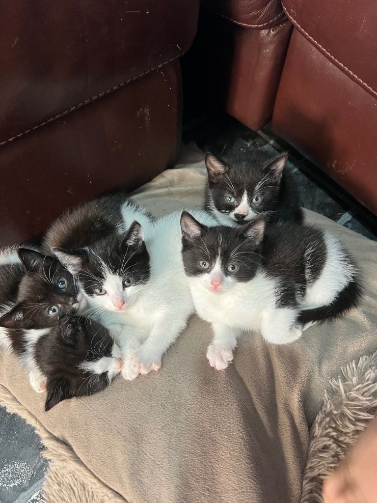 Gorgeous tuxedo kittens 