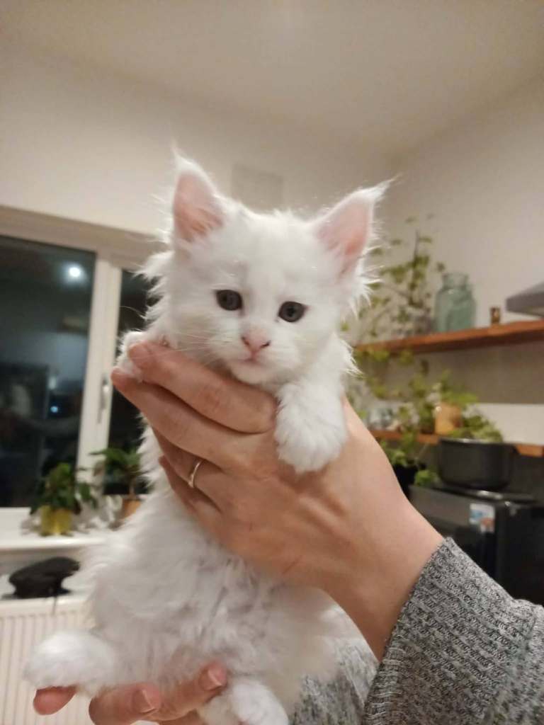 Maine coon kittens 