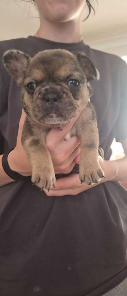 4 Stunning female french bulldog puppies 