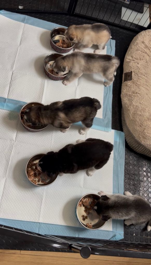 Siberian Husky x Northern Inuit Puppies – 4 Girls & 1 Boy