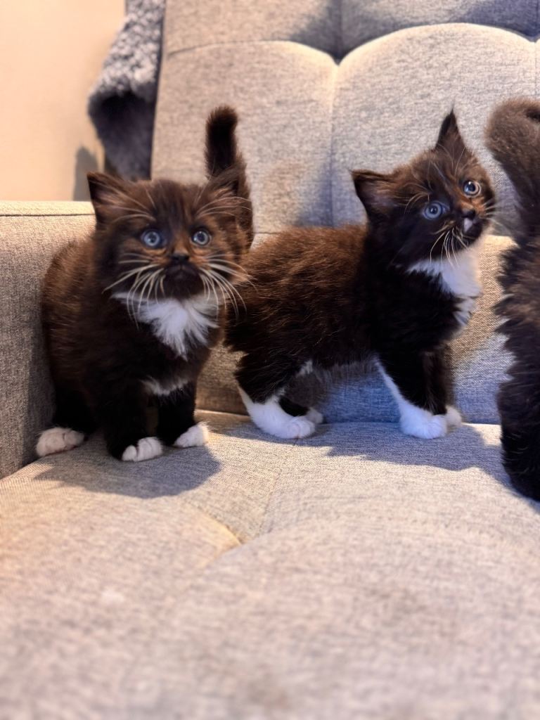adorable fluffy kittens