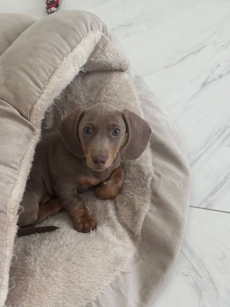 kc reg miniature dachshund 