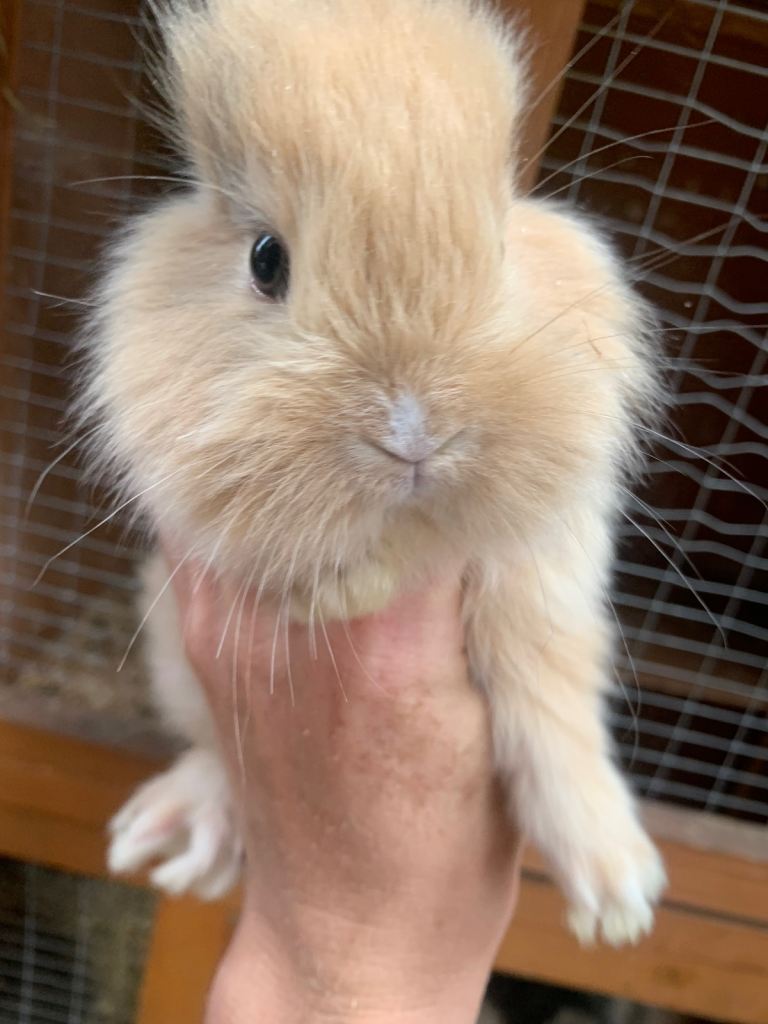 Baby bunnies lion heads 