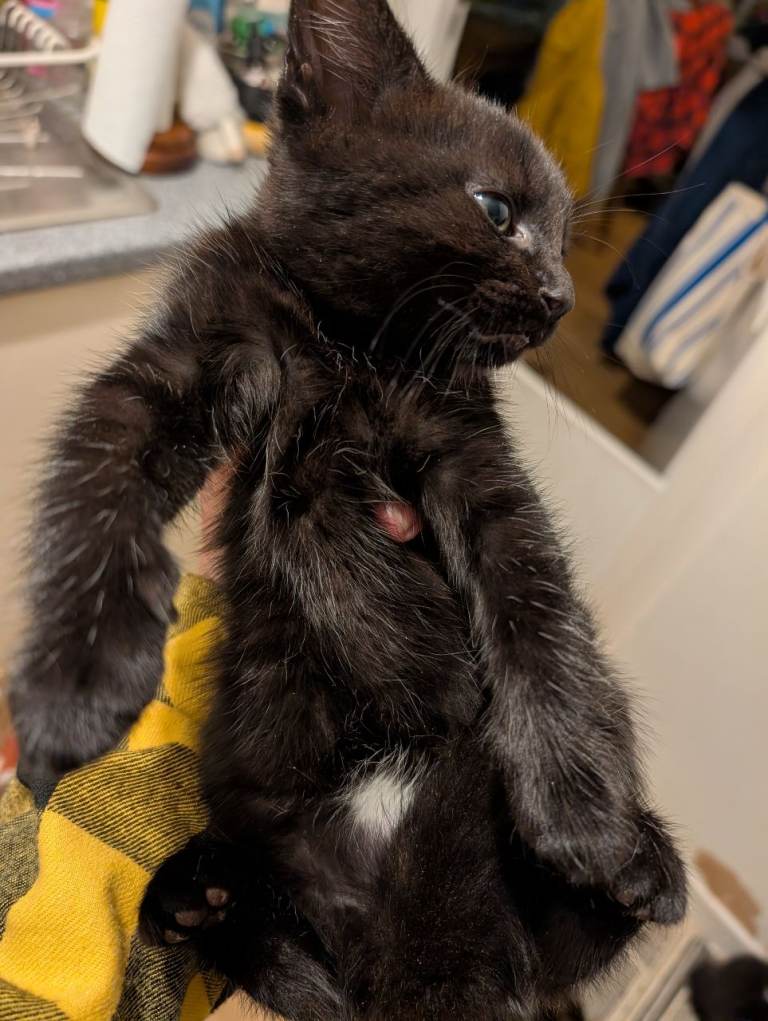 Kittens. 2 beautifull brown with black stripes females for sale