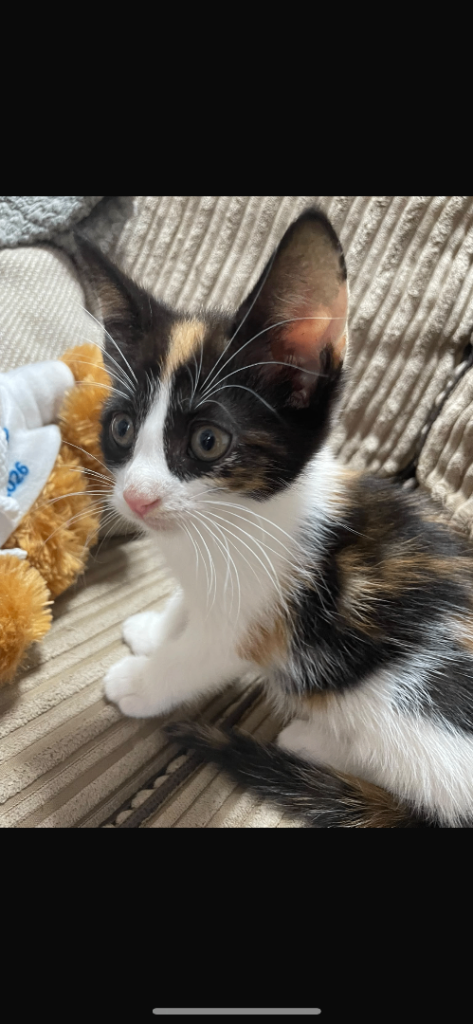 Tri colour kittens 9 weeks old ready for forever homes 