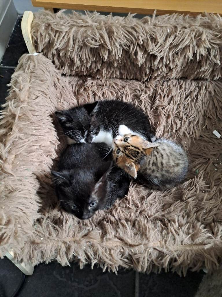 Kittens x 2