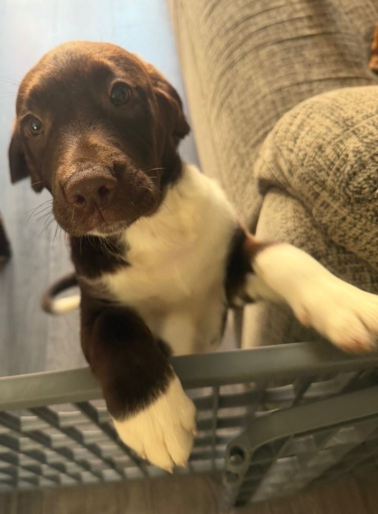Staffy/springador mix pups 