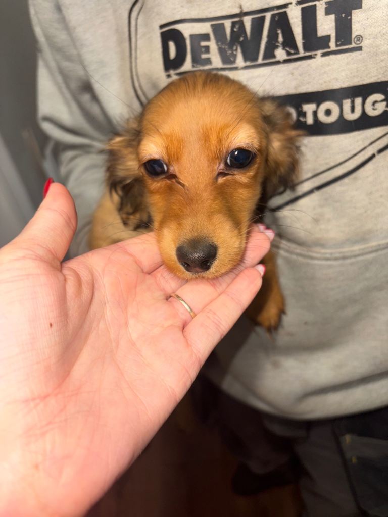 2 miniature dachshund long haird