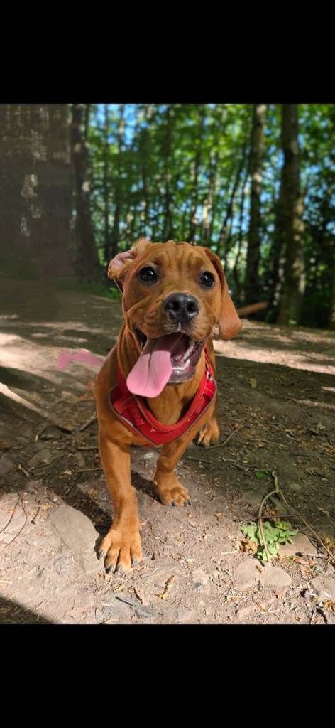 1 year old dog looking for loving home